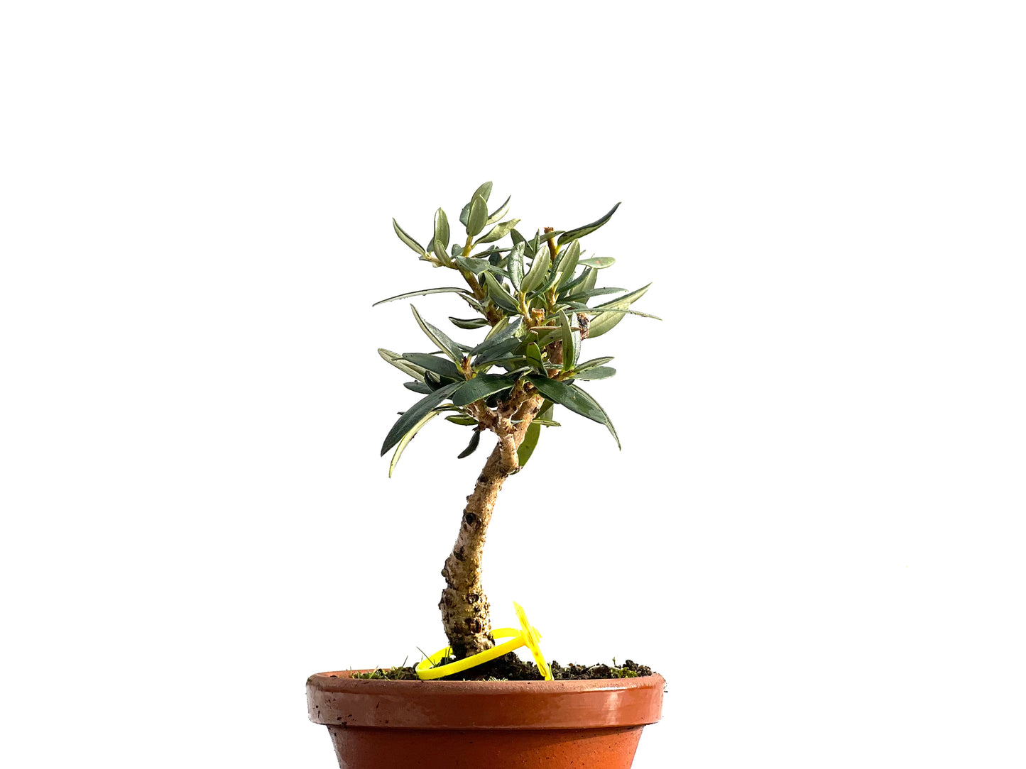 Olea Europaea Sylvestris 0189
