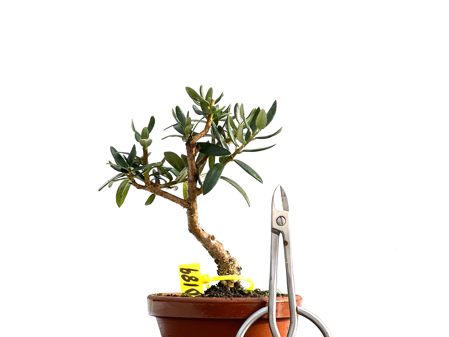 Olea Europaea Sylvestris 0189