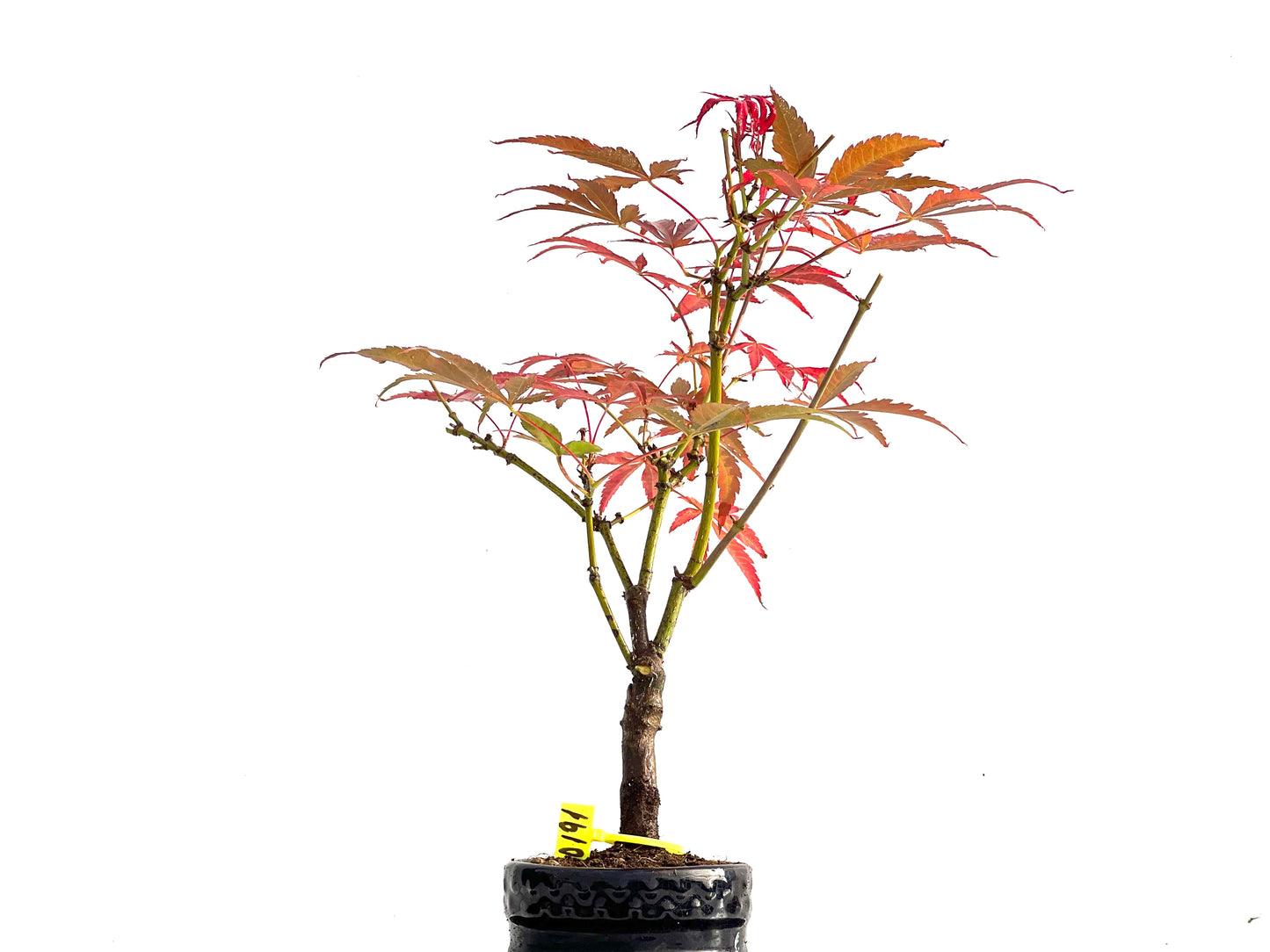 Acer Palmatum Atropurpureum 0191
