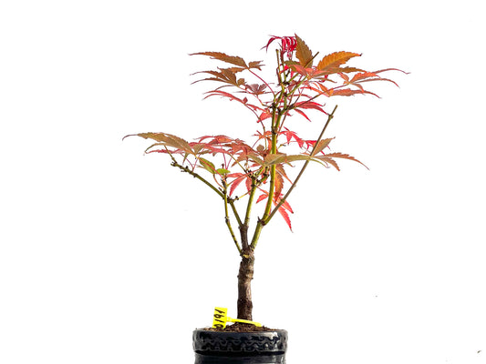 Acer Palmatum Atropurpureum 0191