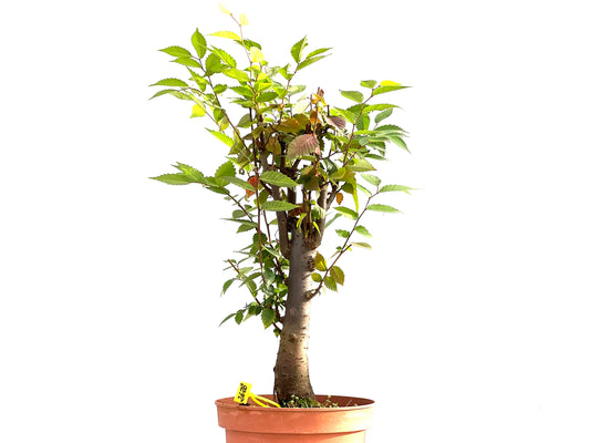 Zelkova Serrata 2628