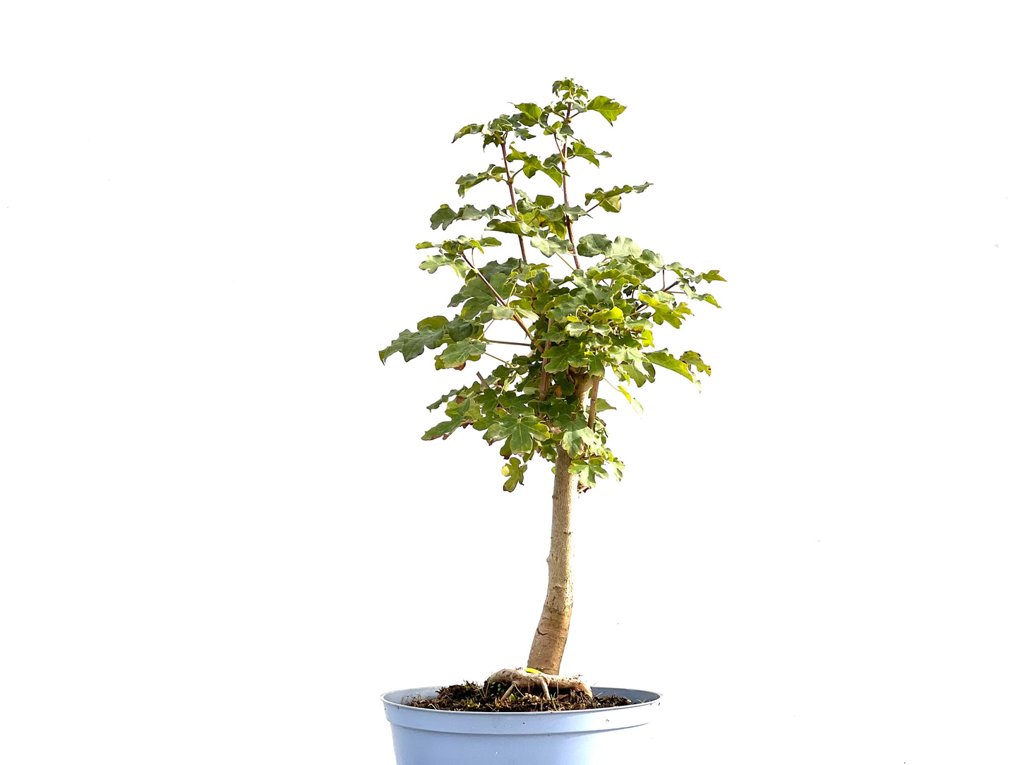 Acer Campestris 2586