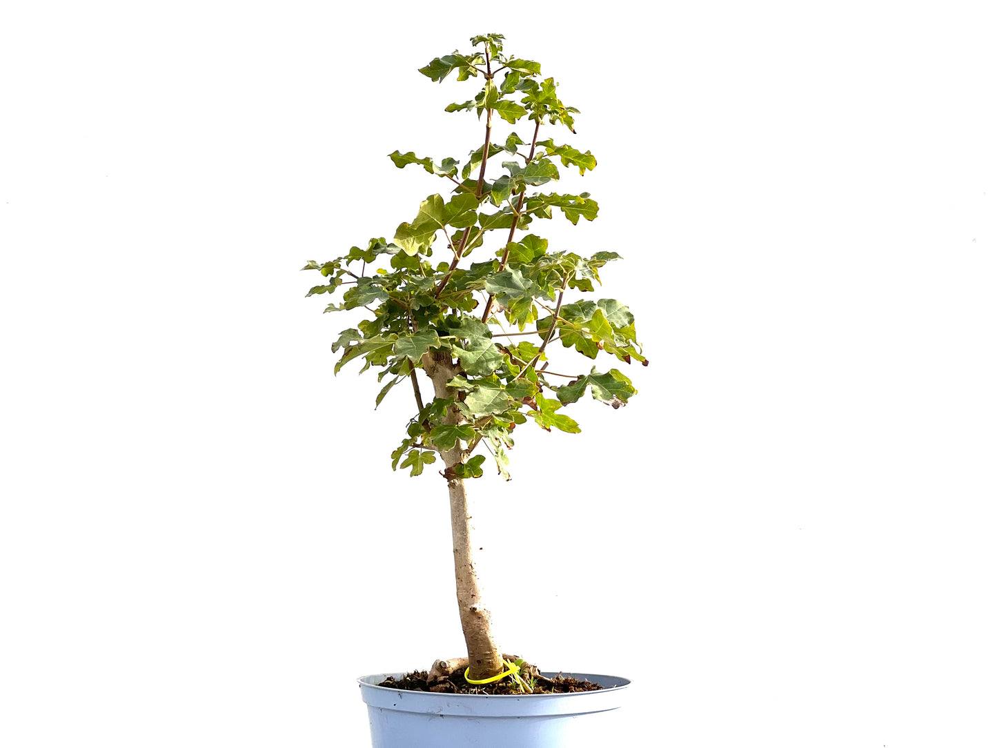 Acer Campestris 2586