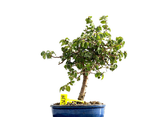 Ulmus Parvifolia 2639