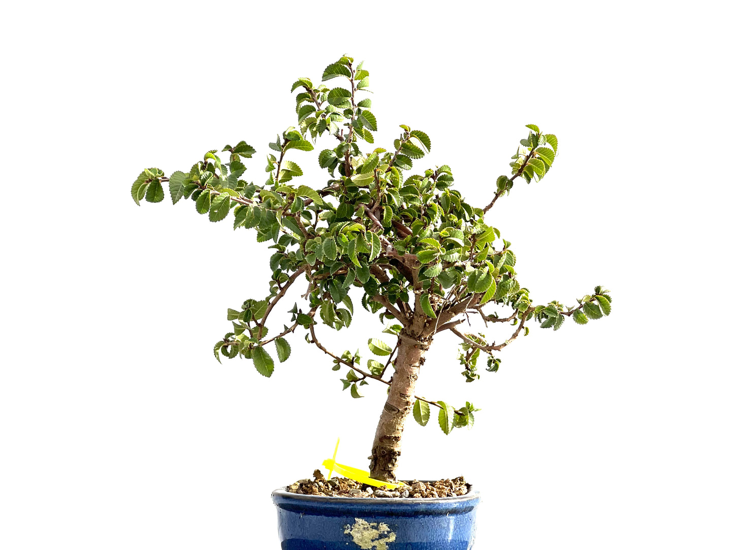 Ulmus Parvifolia 2639