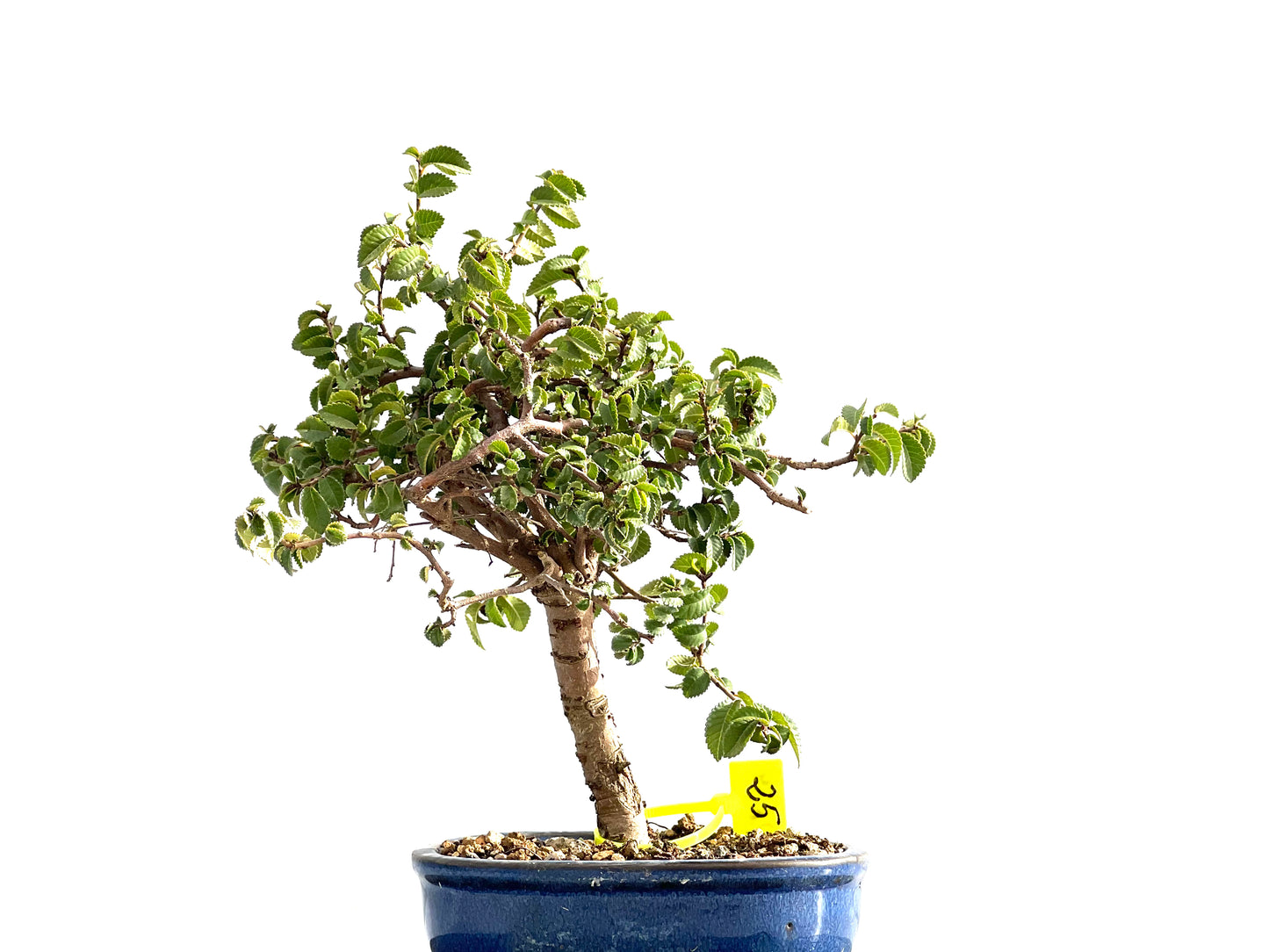 Ulmus Parvifolia 2639