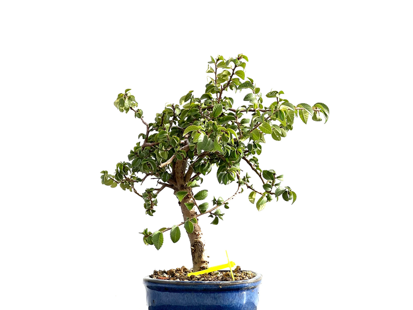 Ulmus Parvifolia 2639