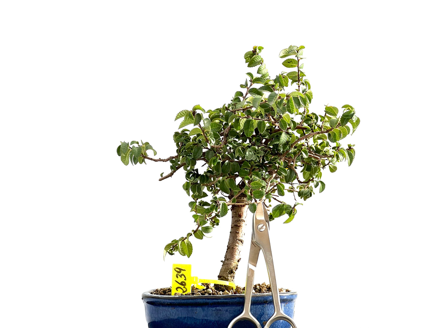 Ulmus Parvifolia 2639