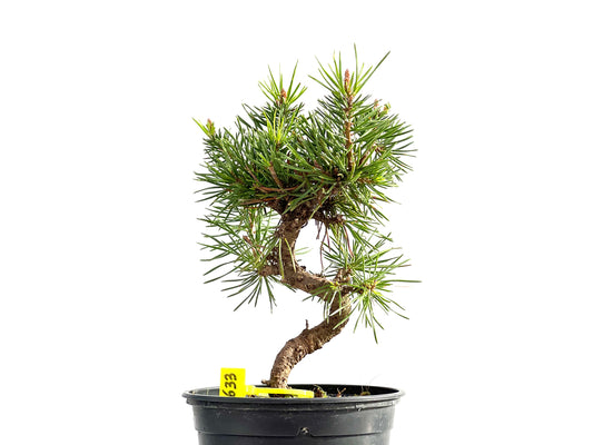 Pinus Sylvestris 2633