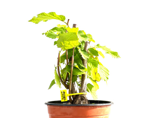 Corylus 2632
