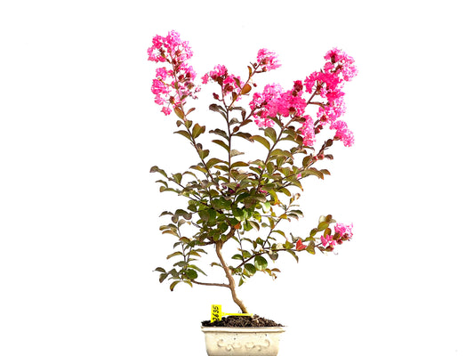 Lagerstroemia Indica 2635