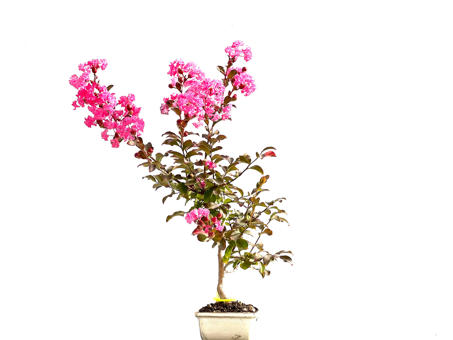 Lagerstroemia Indica 2635