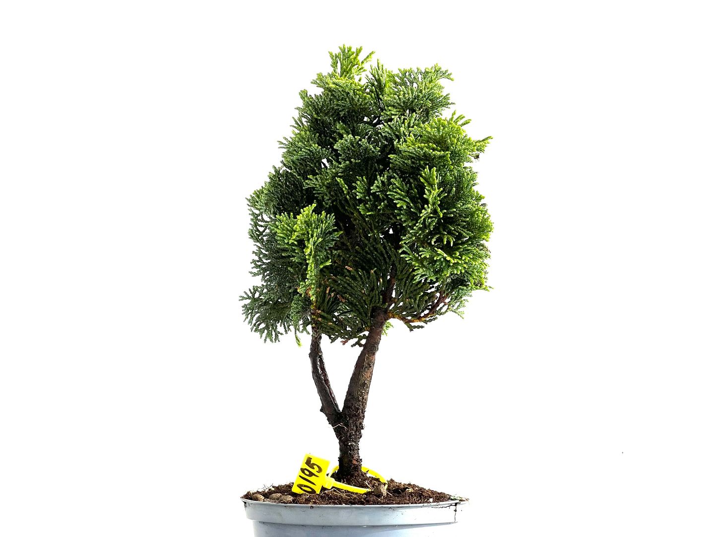 Chamaecyparis Obtusa Nana 0195