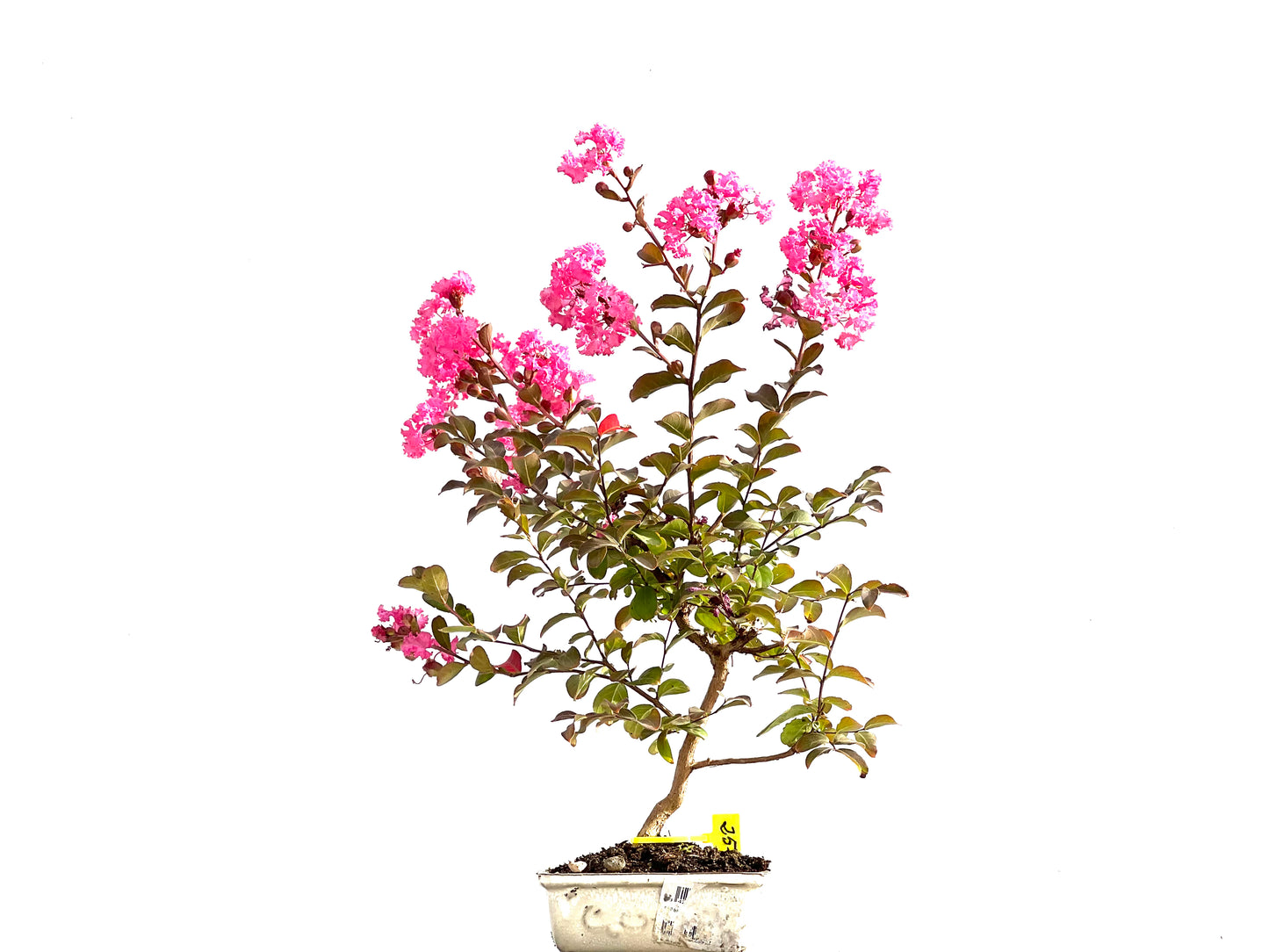 Lagerstroemia Indica 2635