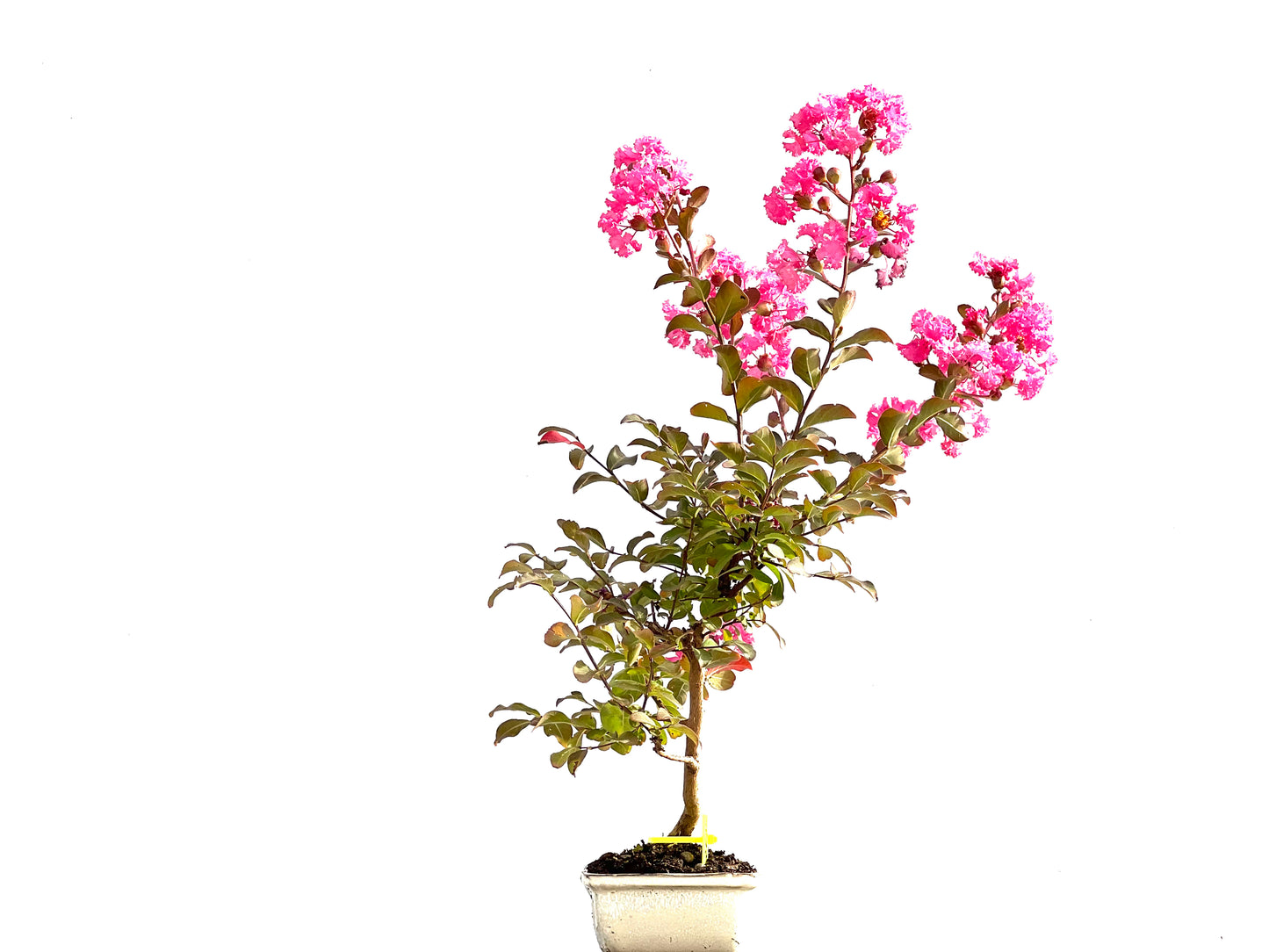 Lagerstroemia Indica 2635