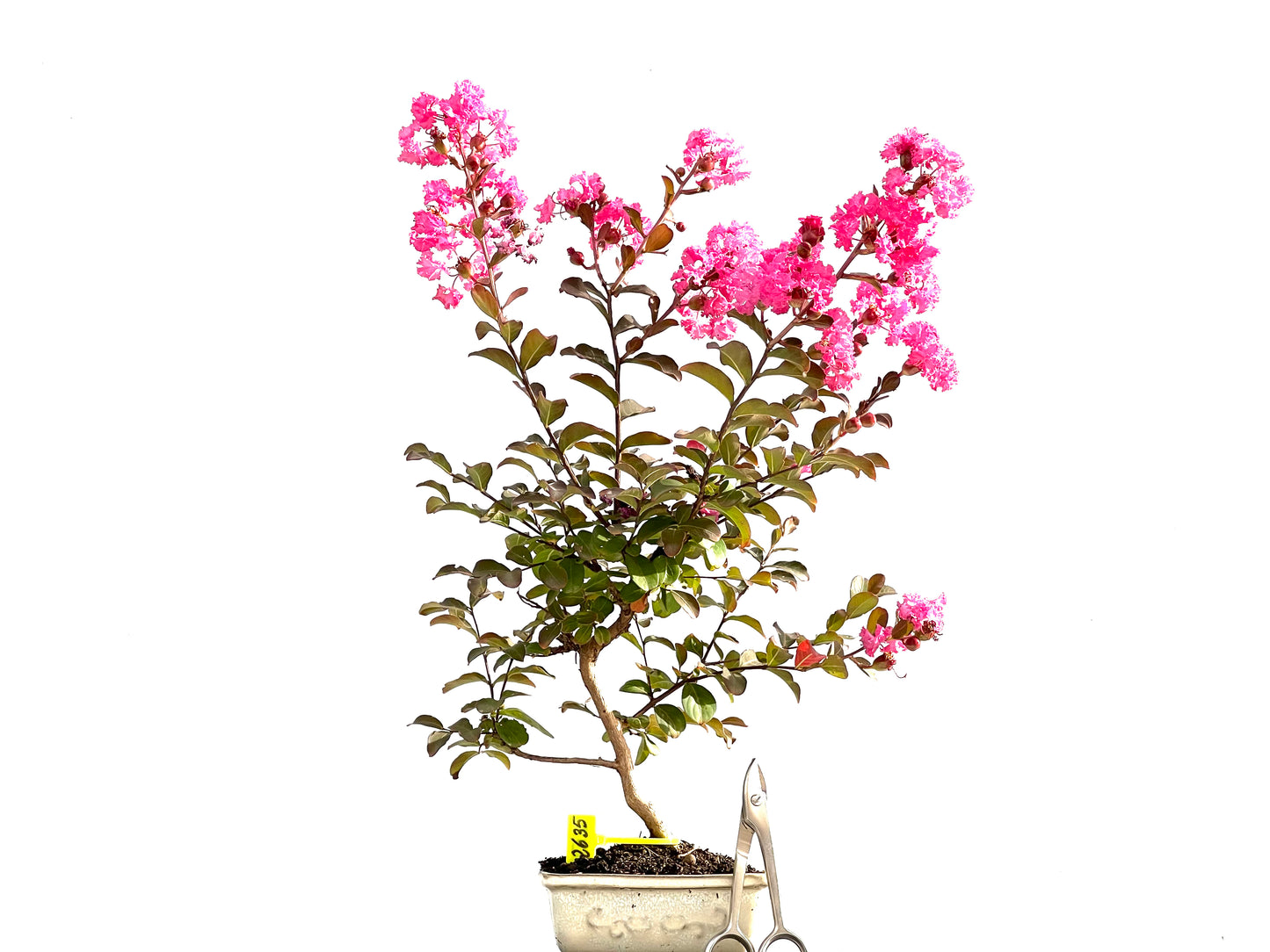 Lagerstroemia Indica 2635