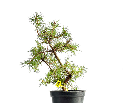 Pinus Sylvestris 2642