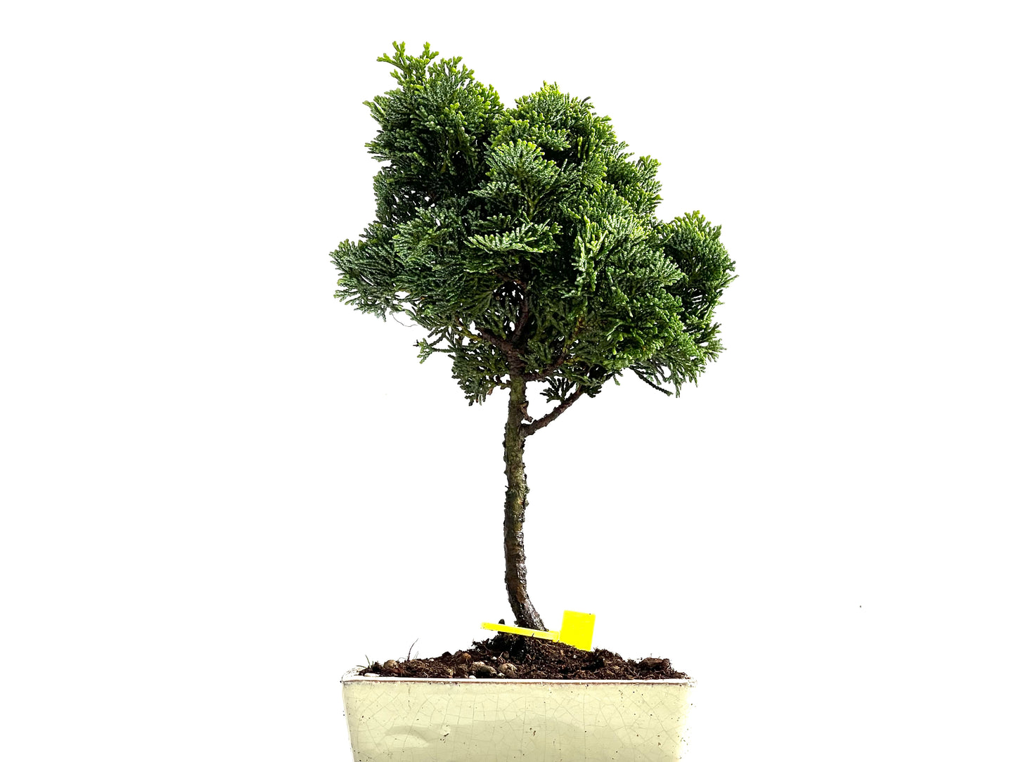 Chamaecyparis Obtusa Nana 0194