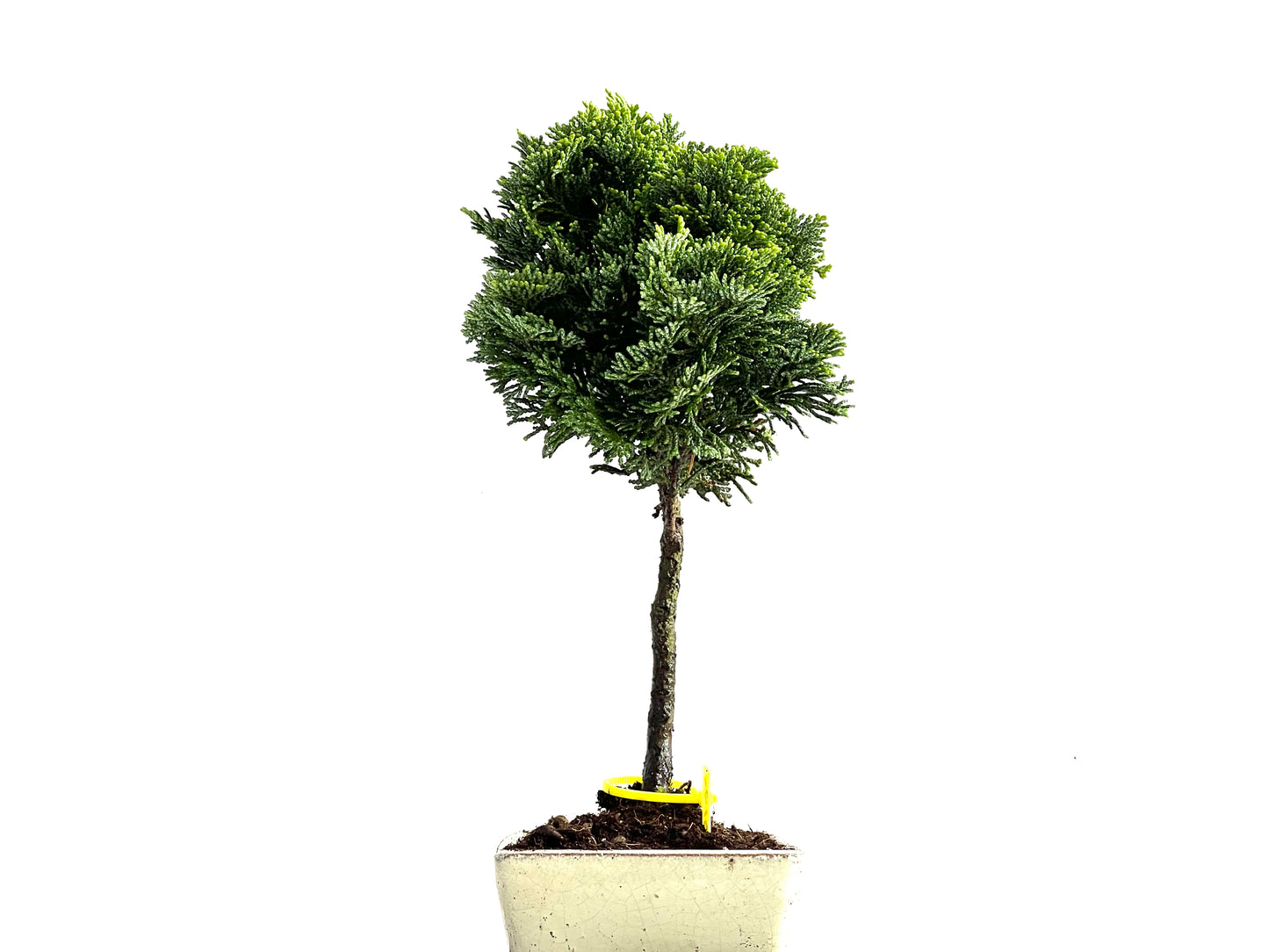 Chamaecyparis Obtusa Nana 0194
