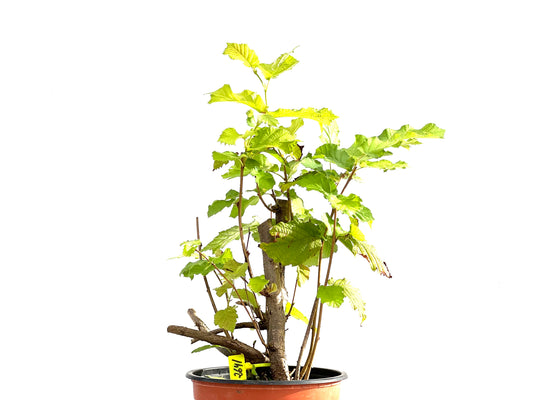 Corylus 2641