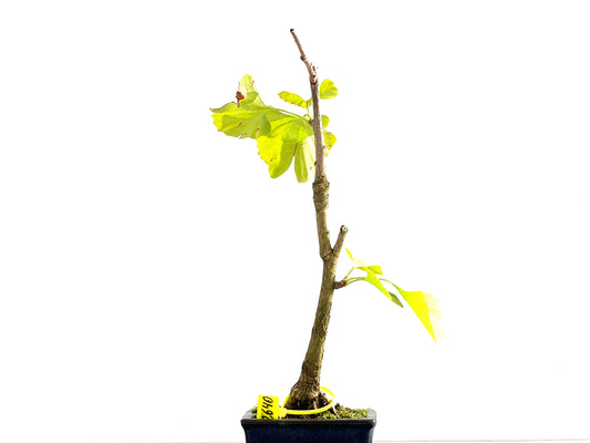 Ginkgo Biloba 2640