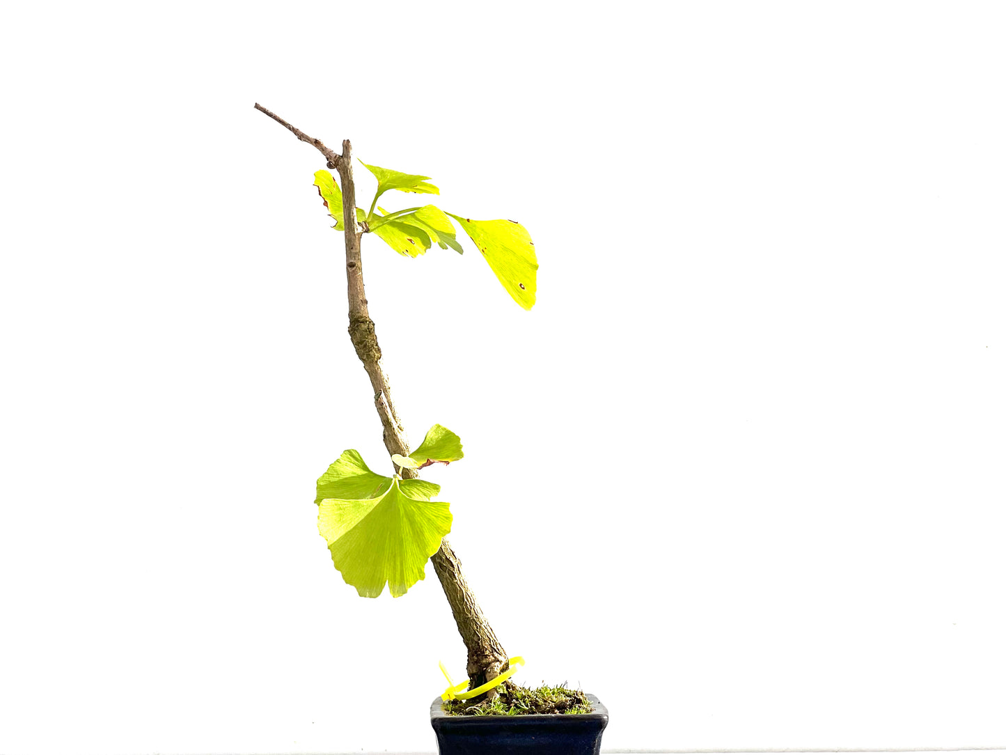 Ginkgo Biloba 2640