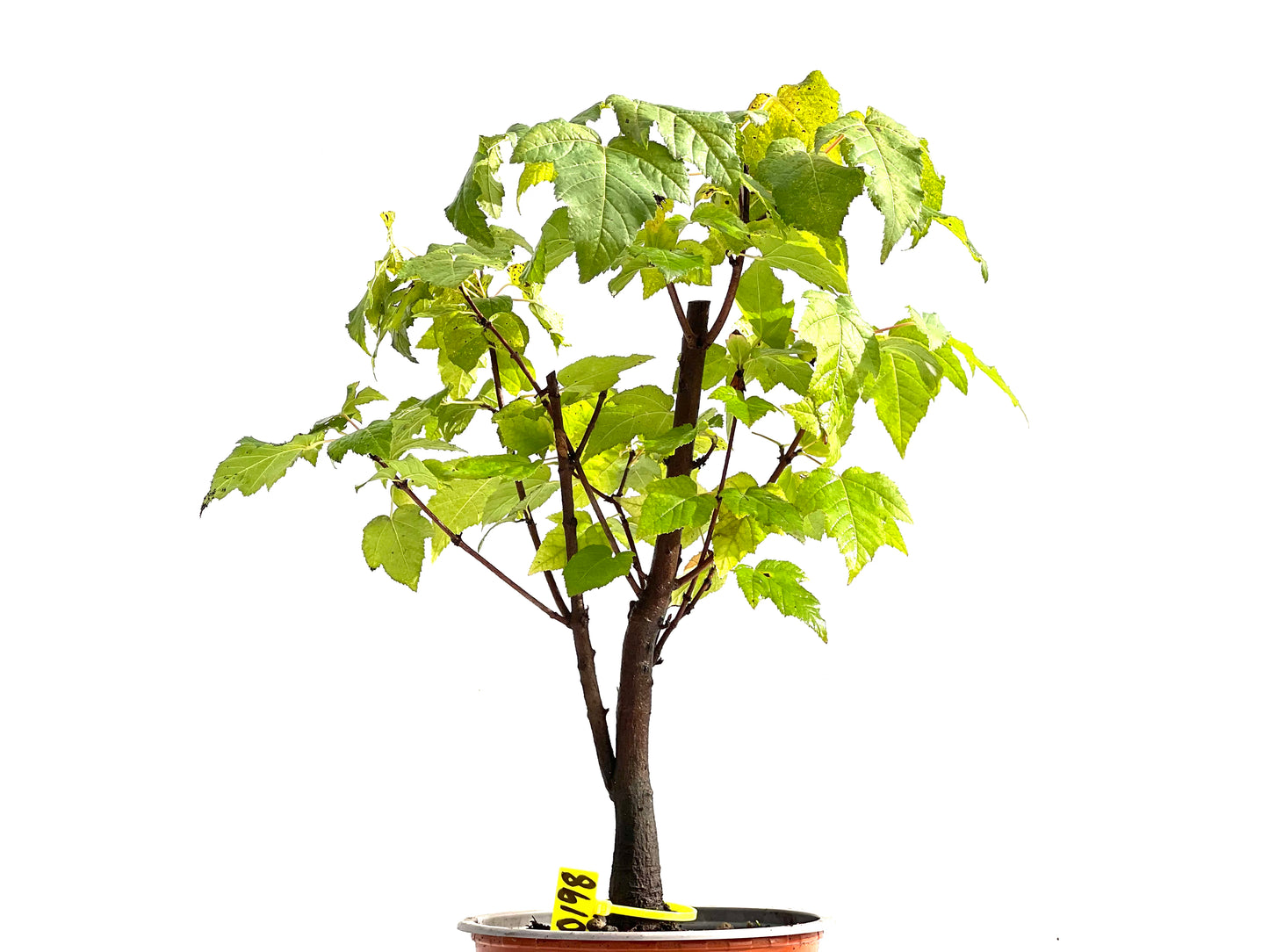 Acer Ginnala 0198