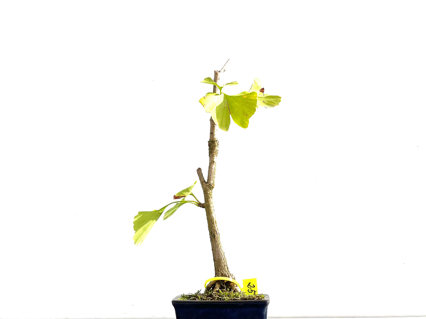 Ginkgo Biloba 2640
