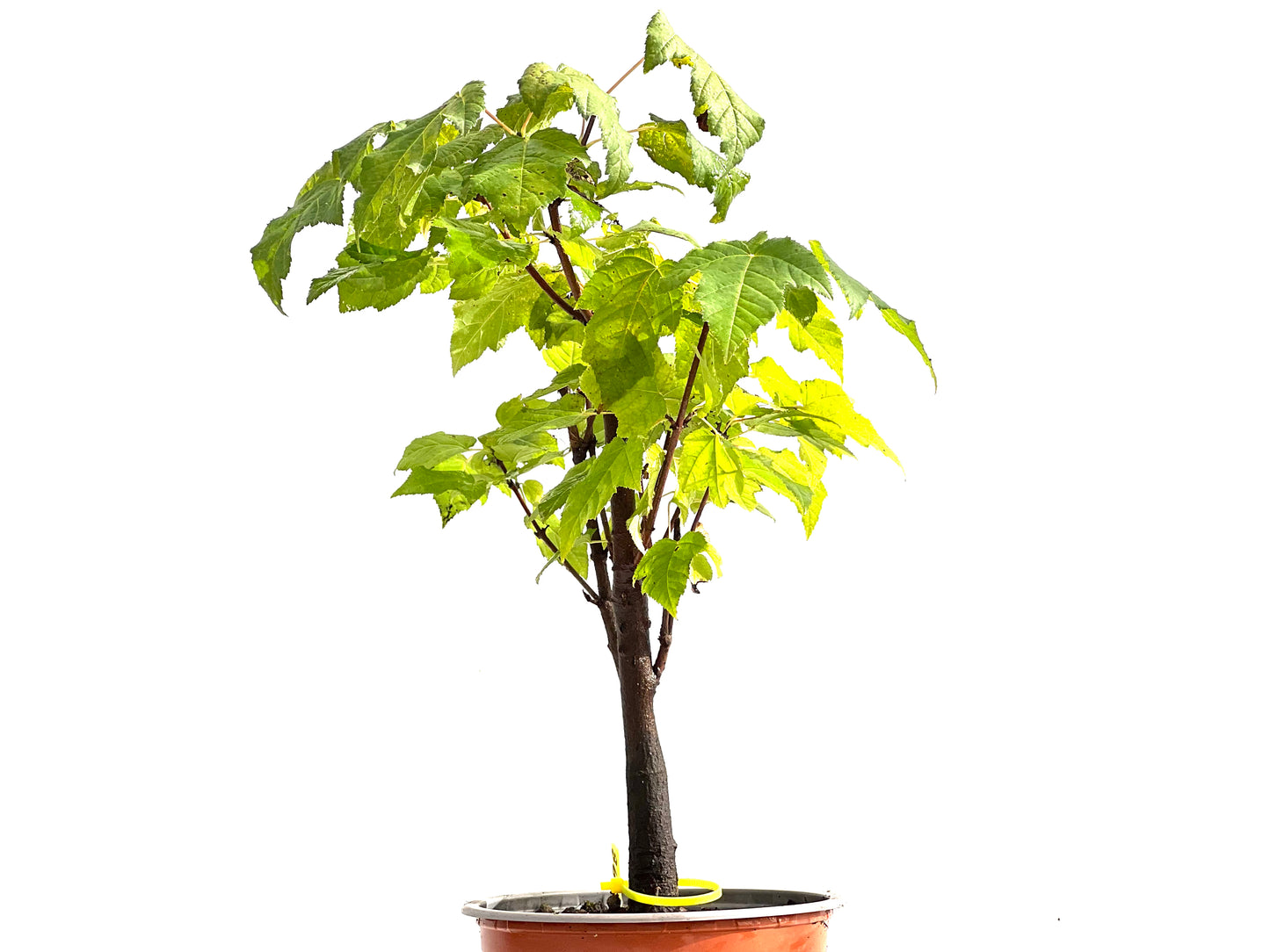 Acer Ginnala 0198