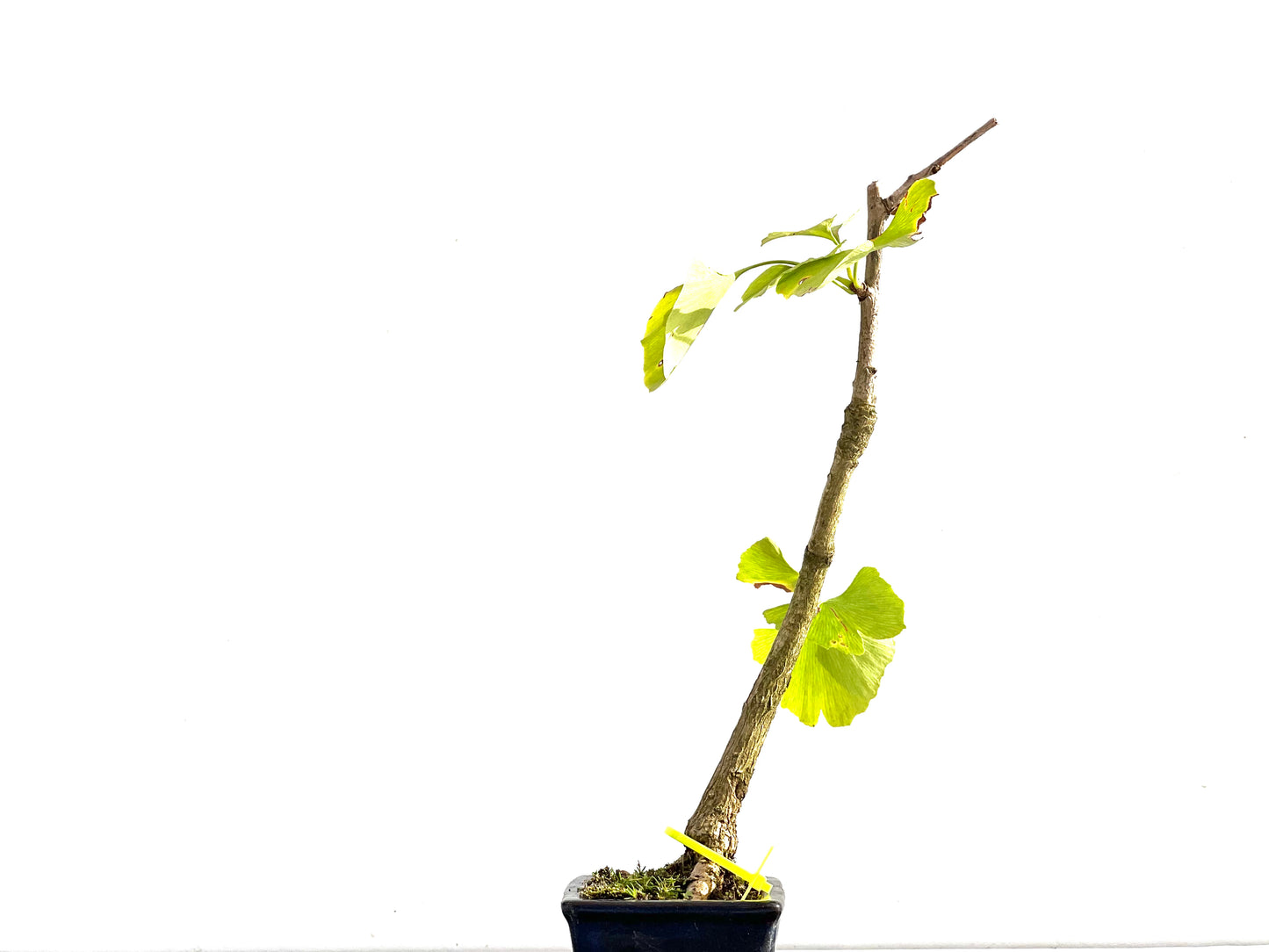 Ginkgo Biloba 2640
