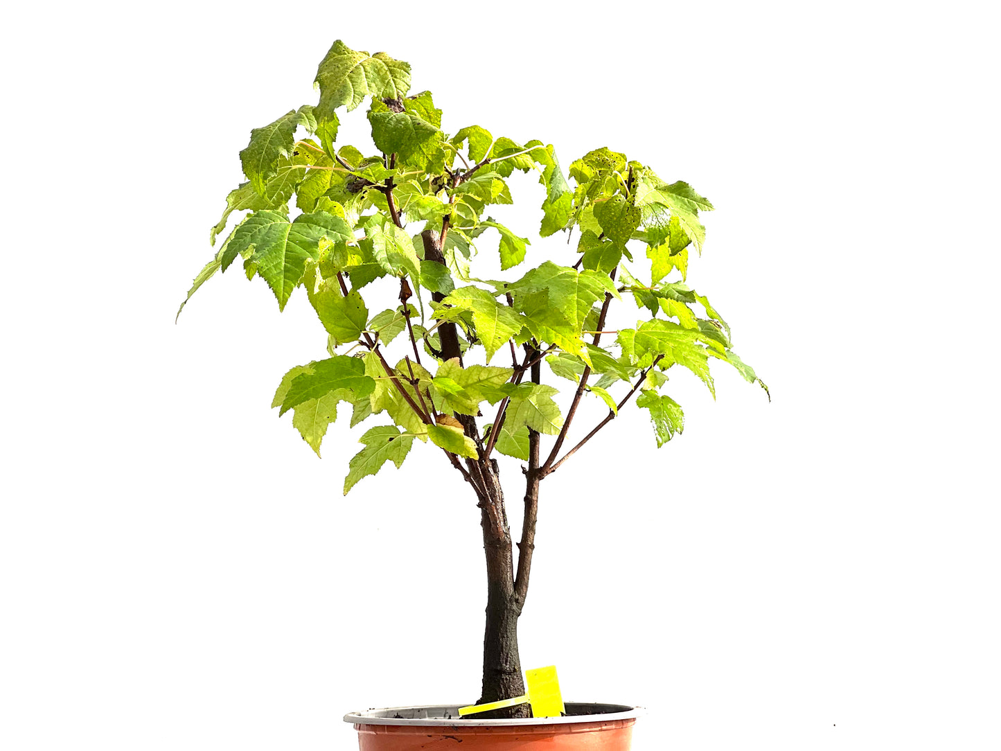 Acer Ginnala 0198