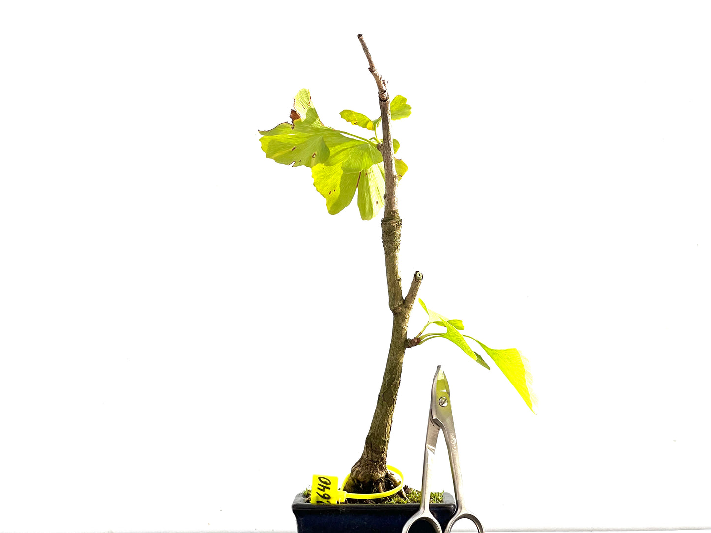 Ginkgo Biloba 2640
