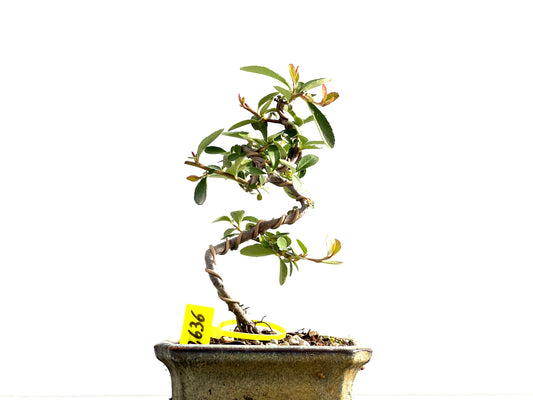 Pyracantha 2636