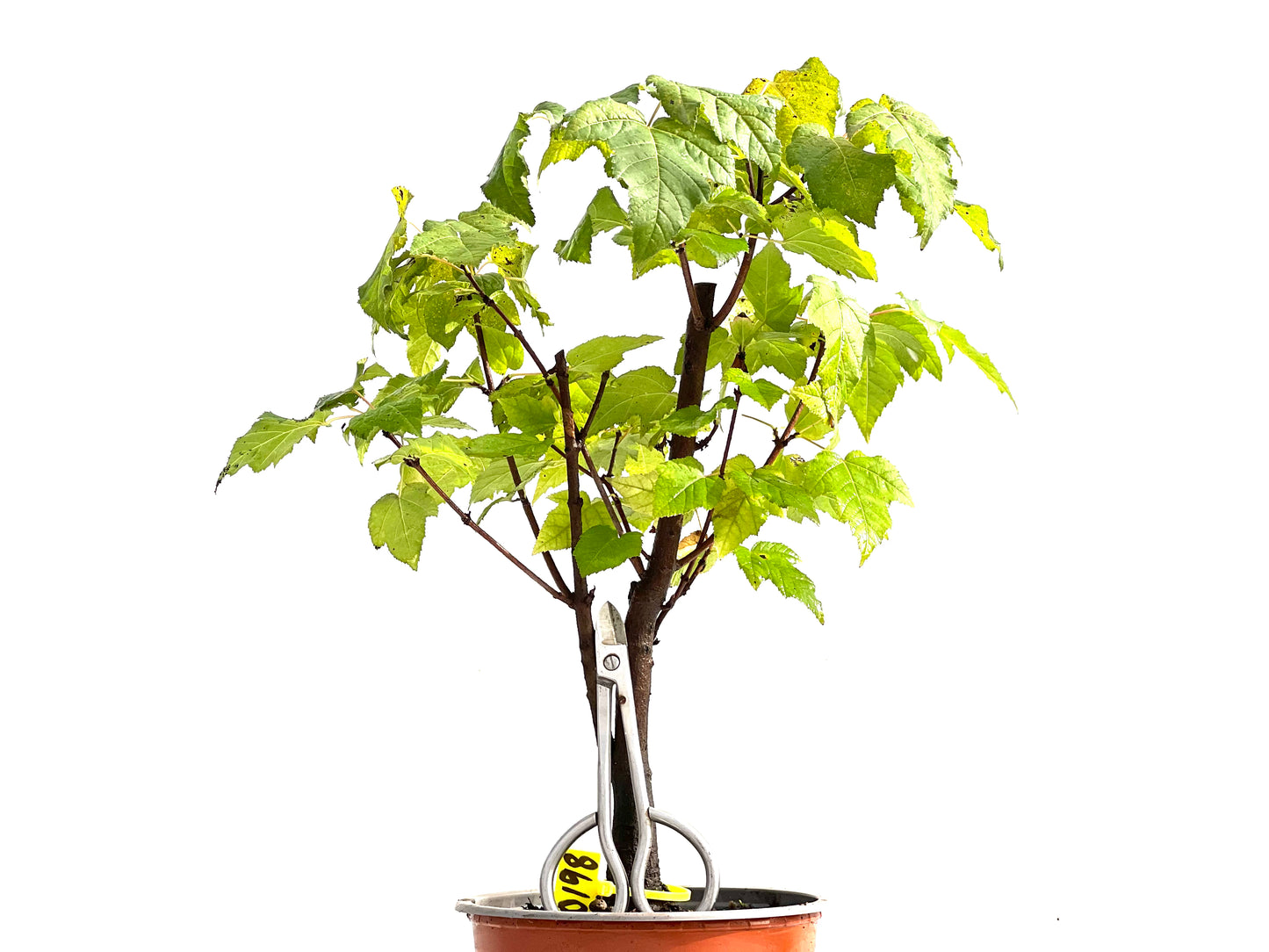 Acer Ginnala 0198