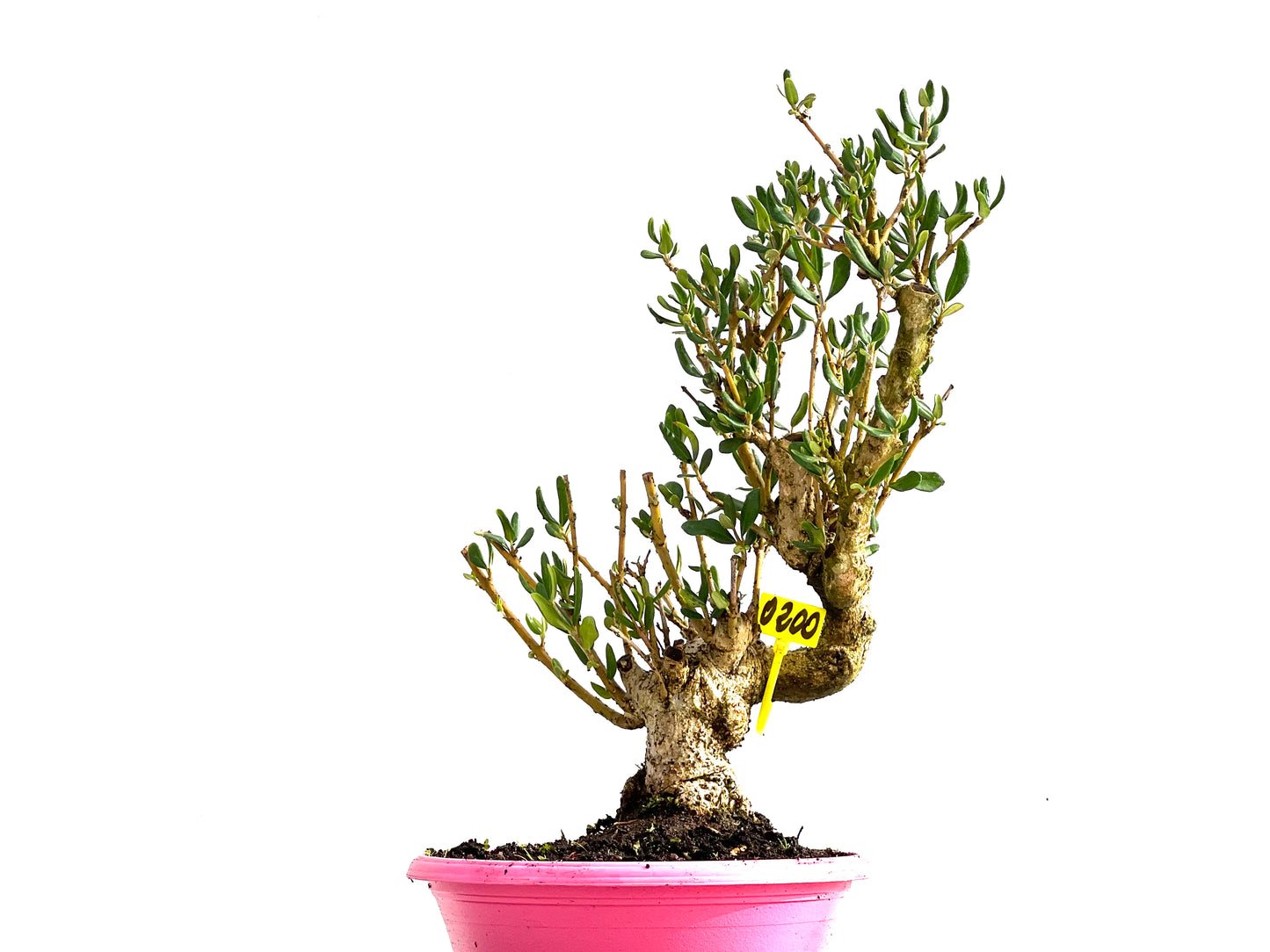 Olea Europaea Sylvestris 0200
