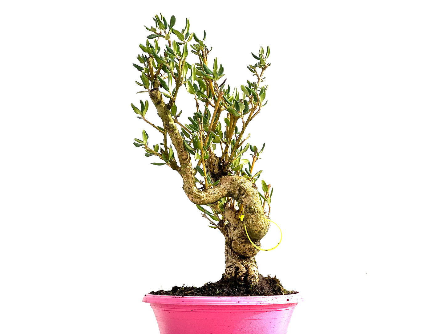 Olea Europaea Sylvestris 0200