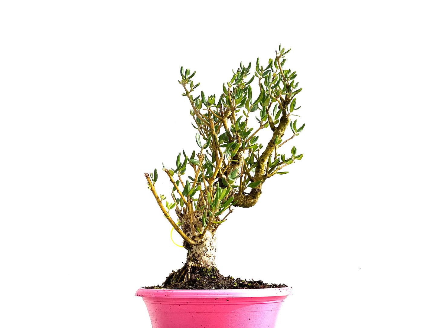 Olea Europaea Sylvestris 0200