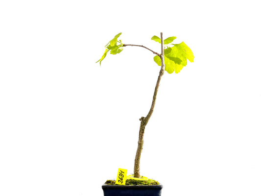 Ginkgo Biloba 2634