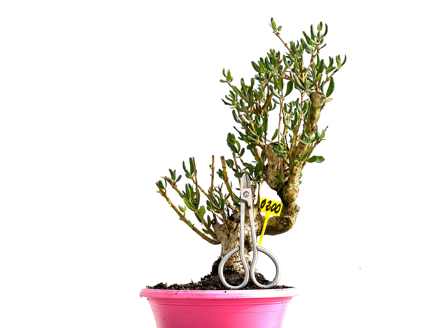 Olea Europaea Sylvestris 0200