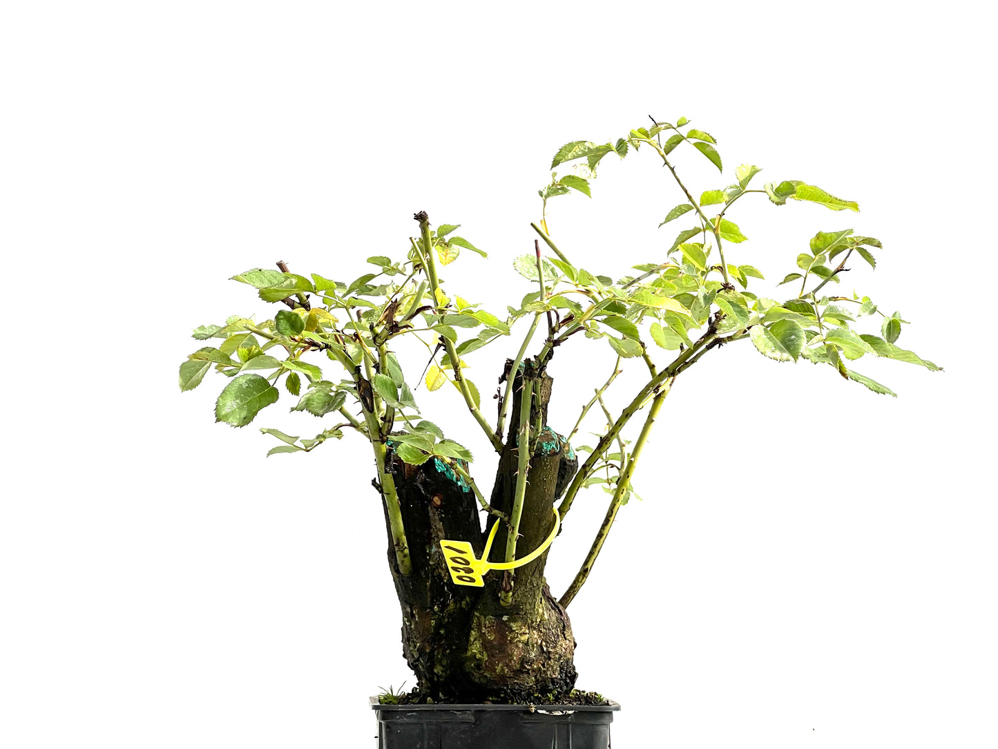 Rosa Canina 0201