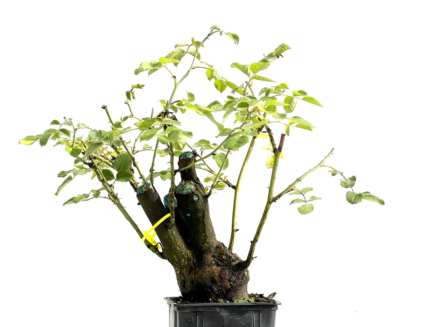 Rosa Canina 0201