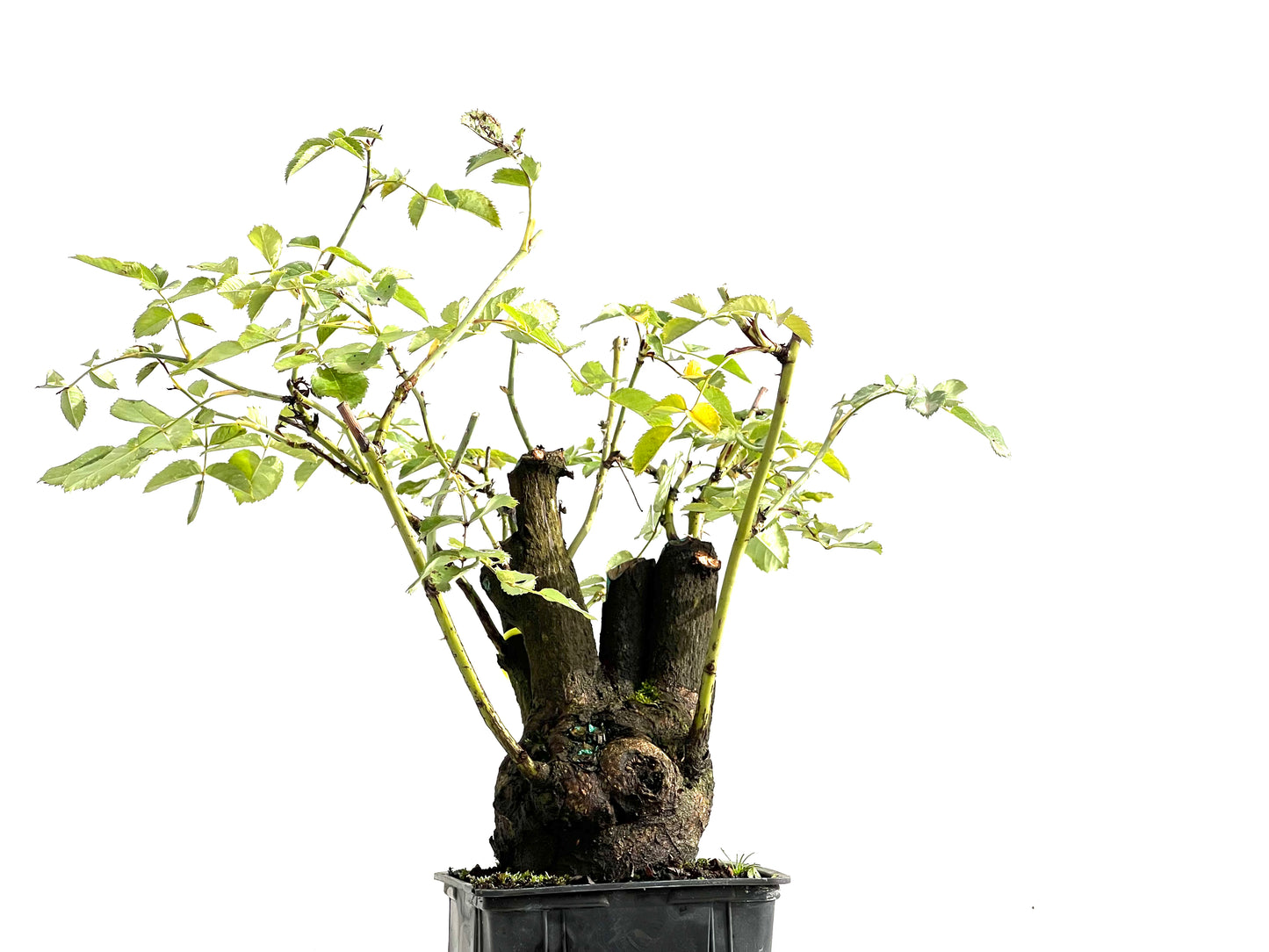 Rosa Canina 0201