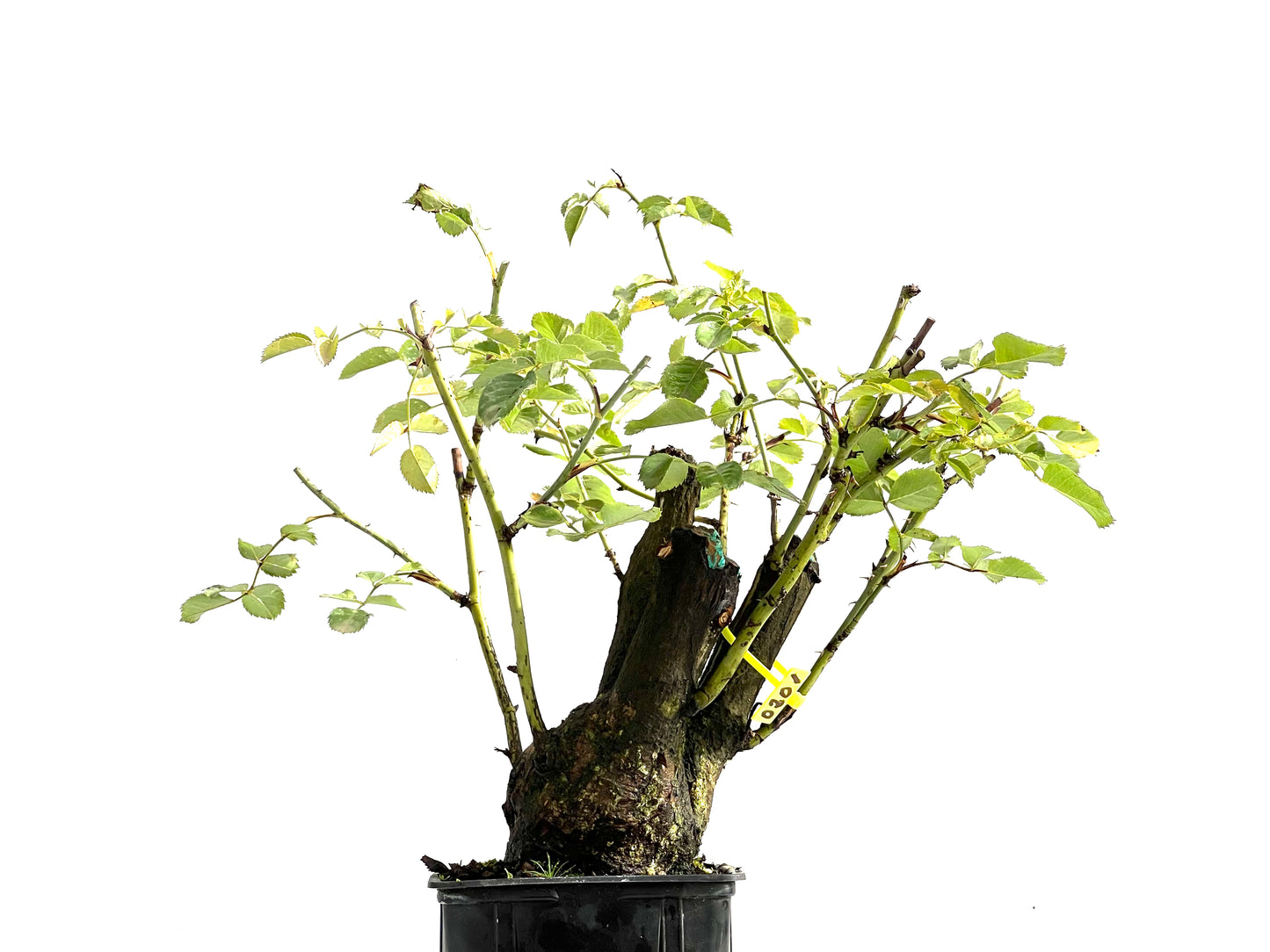 Rosa Canina 0201