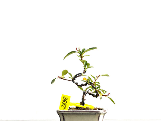 Pyracantha 2638