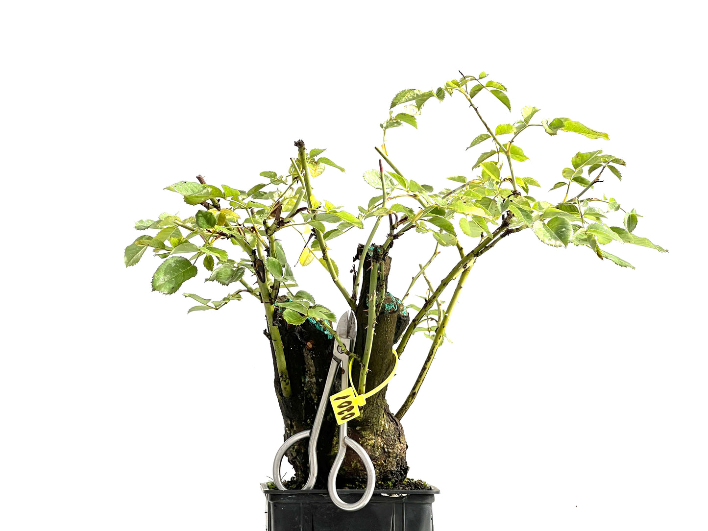 Rosa Canina 0201