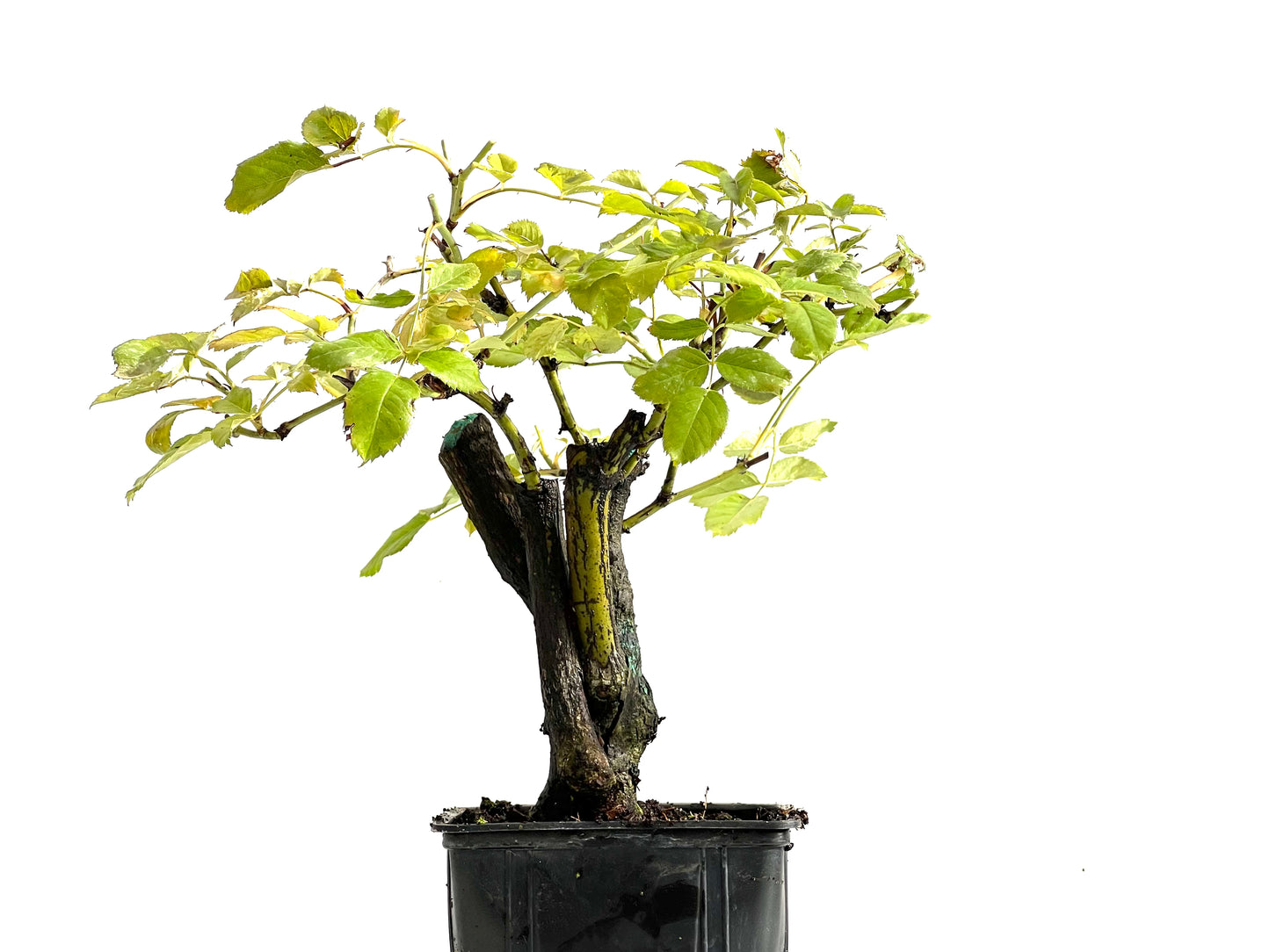 Rosa Canina 0202
