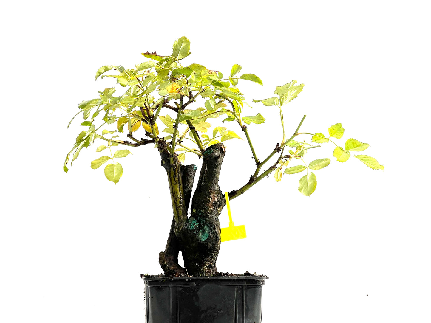 Rosa Canina 0202