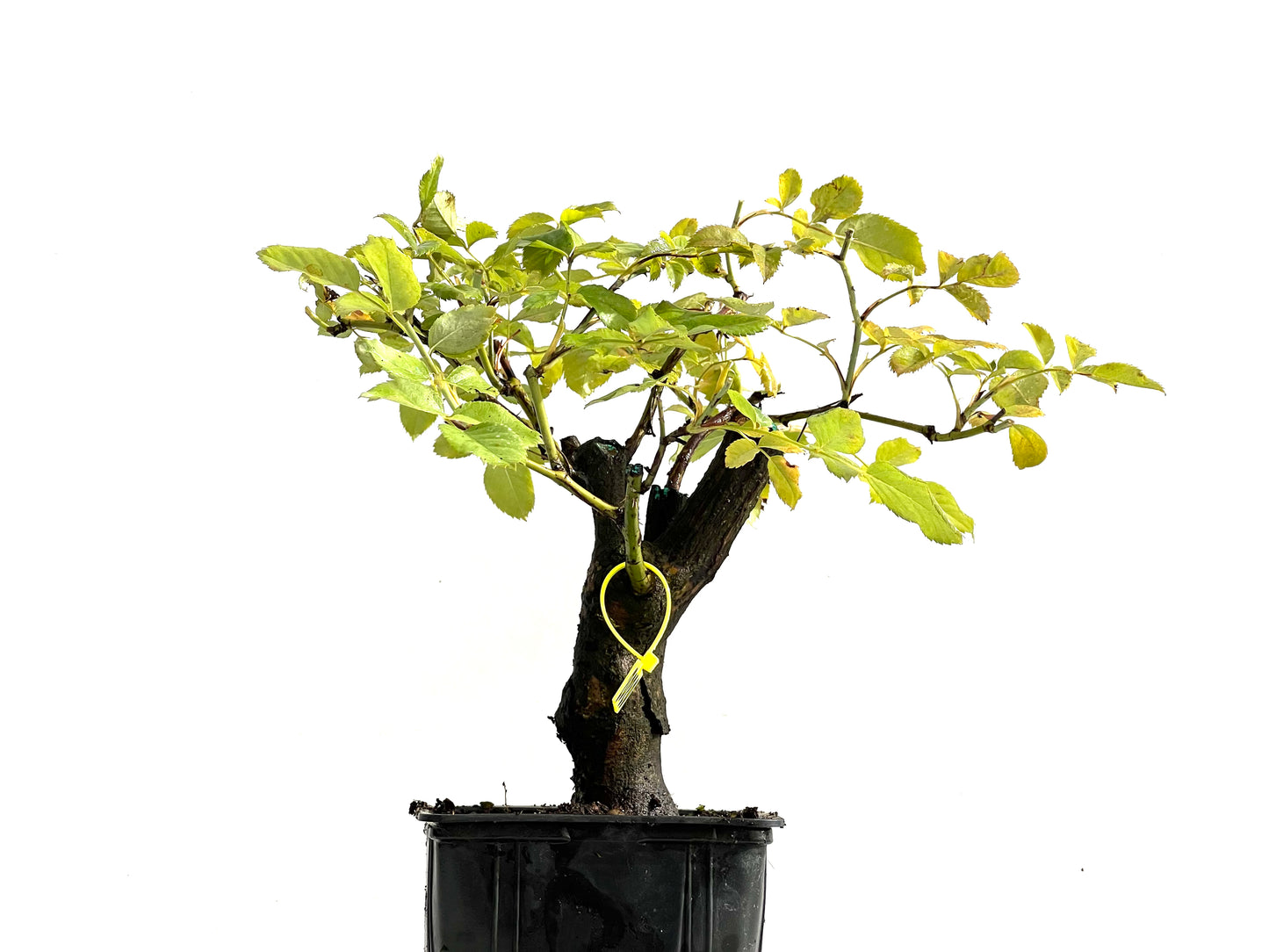 Rosa Canina 0202