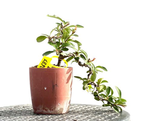 Pyracantha 2637