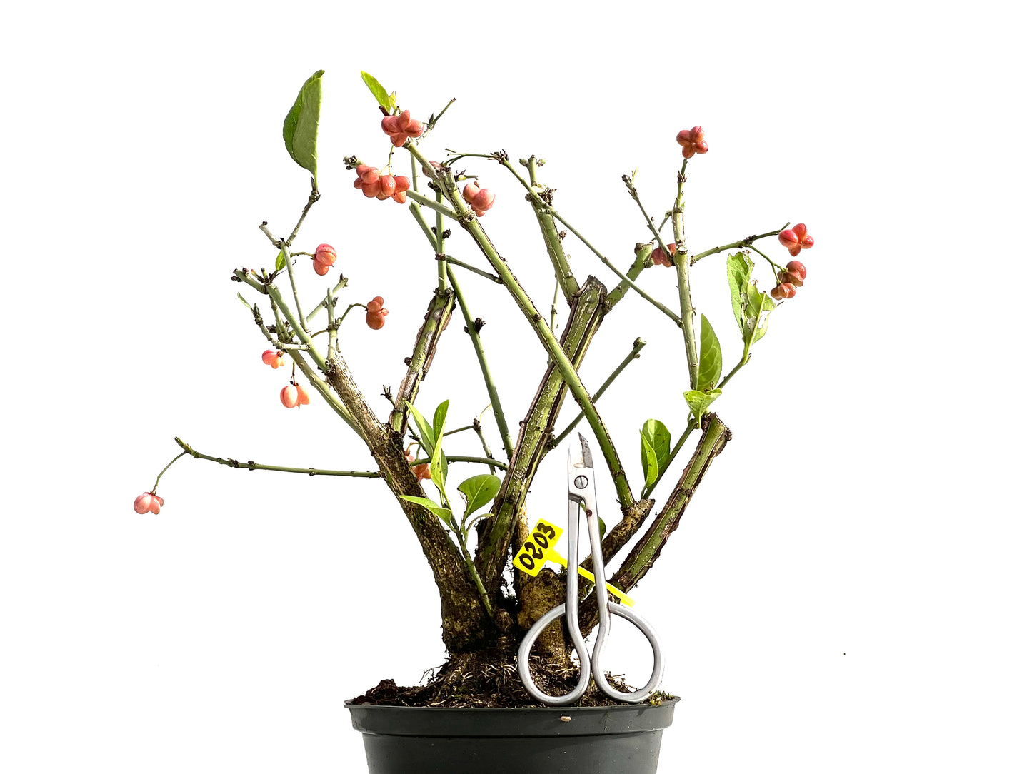 Euonymus Alatus 0203